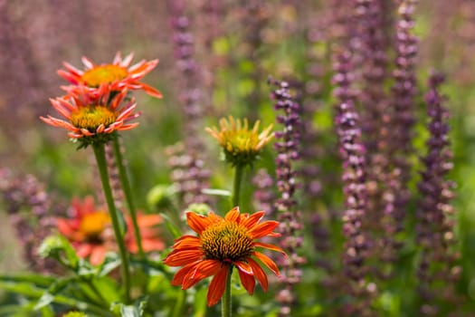 echinacea - coneflowers in the garden - abstrackt background