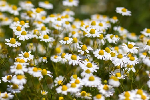 chamomile flowers in a meadow - soft focus