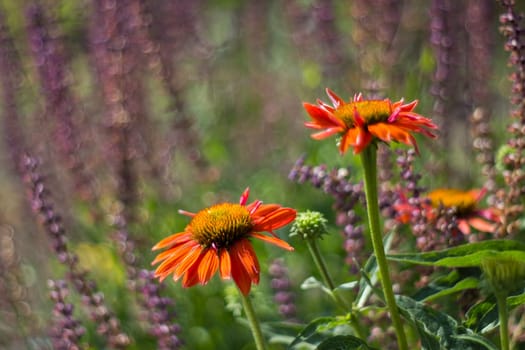 echinacea - coneflowers in the garden - abstrackt background