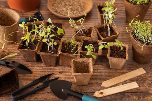 Vegetable and herbs seedlings growing in a biodegradable pots on wooden table close up. Indoor gardening with small garden tools. Urban gardening, homegrown plants, herb seeds germination at home