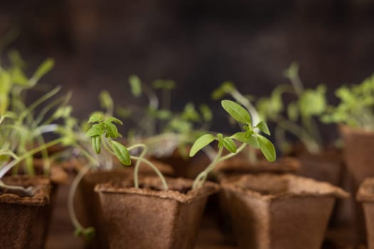 Vegetable and herbs seedlings growing in a biodegradable pots on wooden table close up. Urban Indoor gardening, homegrown plants, germination at home