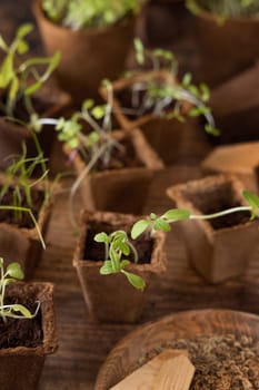 Vegetable and herbs seedlings growing in a biodegradable pots on wooden table close up. Urban Indoor gardening, homegrown plants, germination at home