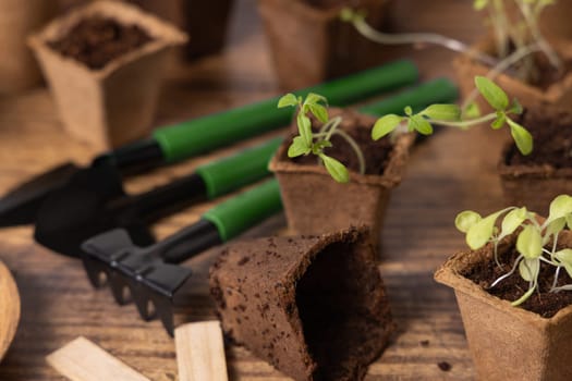 Vegetable and herbs seedlings growing in a biodegradable pots on wooden table close up. Indoor gardening with small garden tools. Urban gardening, homegrown plants, herb seeds germination at home