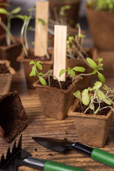 Vegetable and herbs seedlings growing in a biodegradable pots on wooden table close up. Indoor gardening with small garden tools. Urban gardening, homegrown plants, herb seeds germination at home
