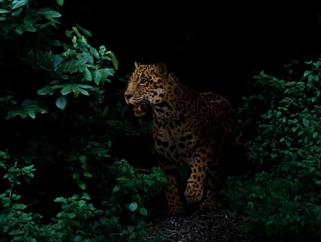 jaguar in tropical rainforest at night dark background