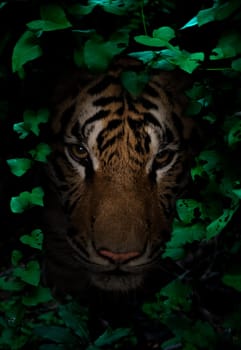 tiger in tropical rainforest at night  dark background