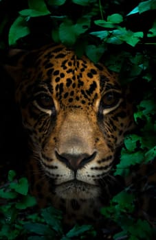 jaguar in tropical rainforest at night dark background