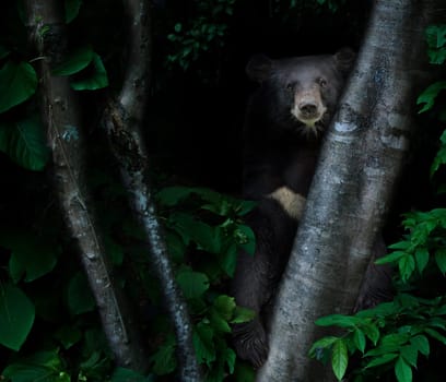 asiatic black bear in tropical rainforest at night  dark background