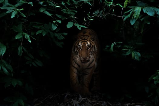 tiger in tropical rainforest at night  dark background