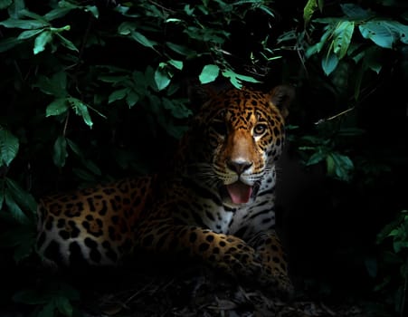 jaguar in tropical rainforest at night dark background