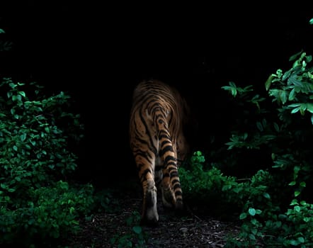 tiger in tropical rainforest at night  dark background