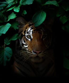 tiger in tropical rainforest at night  dark background