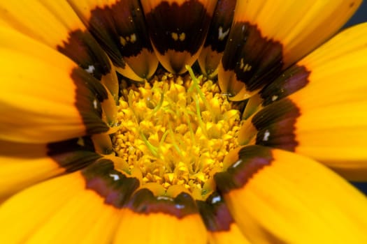 A close-up photo of a yellow rudbeckia flower on a dark background