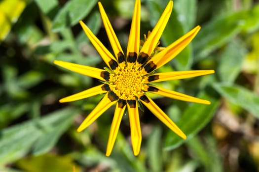A close-up photo of a yellow rudbeckia flower on a dark background
