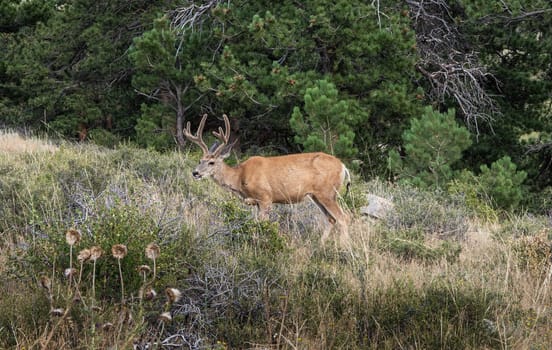 Buck Deer grazing in a meadow