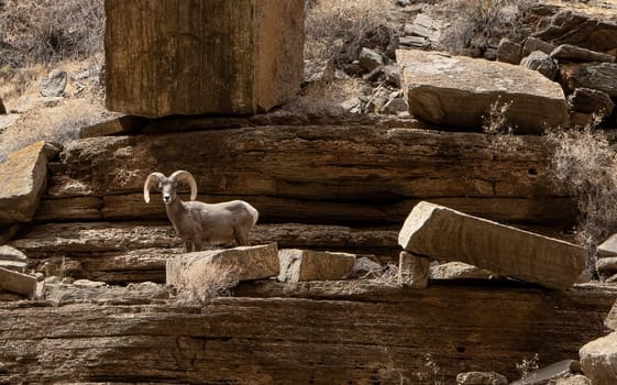 Large Rack display of a Bighorn sheep in the Grand Canyon