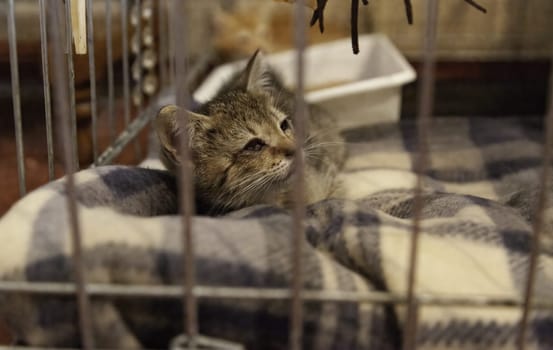 Detail of domestic animal rescued from the street, animal care