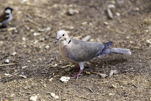 Wild bird in nature, wild bird in freedom