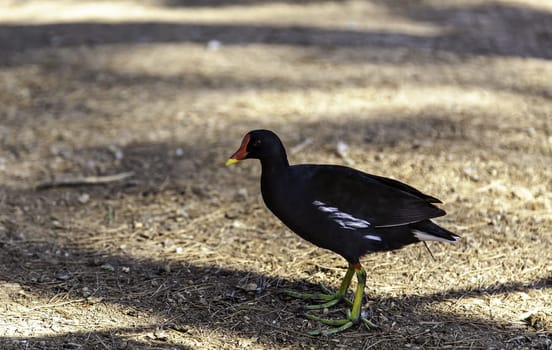 Detail of wild birds in nature, wild fauna