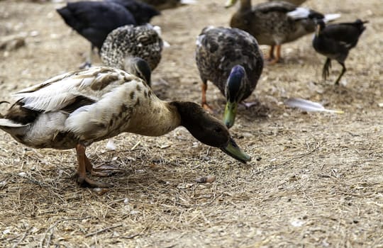 Wild bird detail in nature, animal care