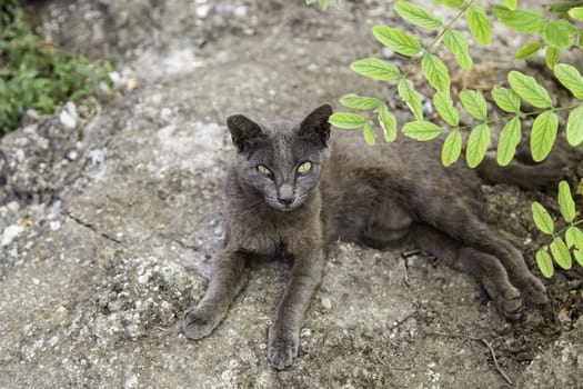 Homeless cat detail on the street