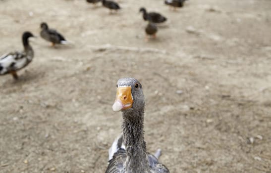 Detail of wild bird in nature, animal care and feeding