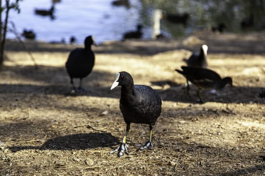 Detail of wild birds in nature, wild fauna