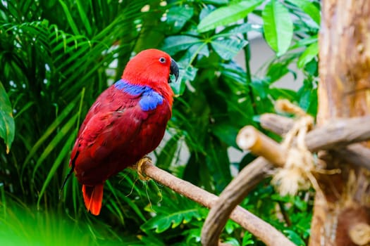 Portrait of Papuan Eclectus parrot in a natural habitat