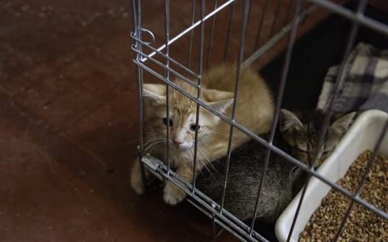 Detail of domestic animal rescued from the street, animal care