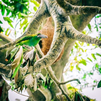Portrait of a Groove-billed toucanet in a natural habitat