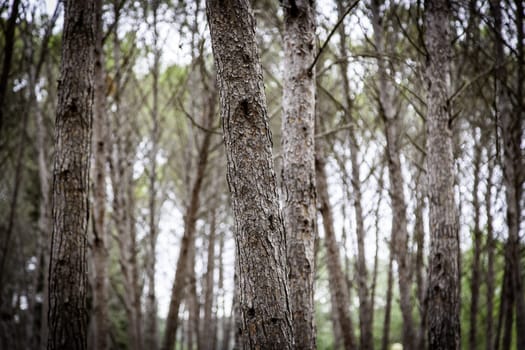 Deep forest detail in nature, shadow in summer day