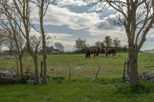 Draft horses in the meadow in the Cevennes, Occitania, France