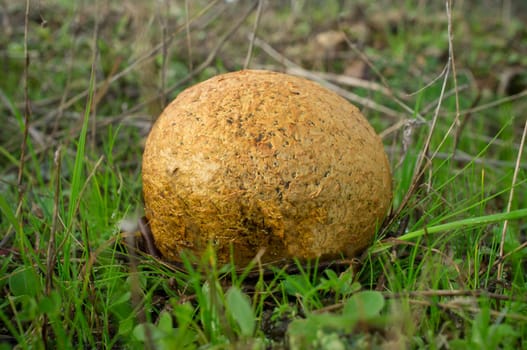 Mature spiney puffball mushroom or Lycoperdon perlatum. Closeup