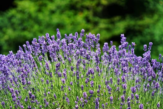 Beautiful lavender plant in June