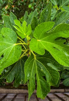 Fig tree top foliage. Overhead shot