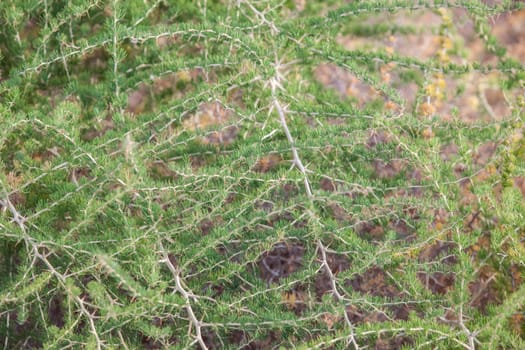 Wild asparagus plant or Asparagus acutifolius. Plant growing near mediterranean woods