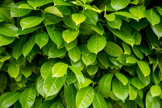 Hedge full of new green sleeves. Closeup