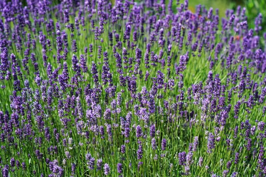 Beautiful lavender plant in June