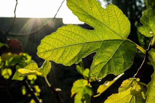 Fig tree leaf backlit. Sunset hot