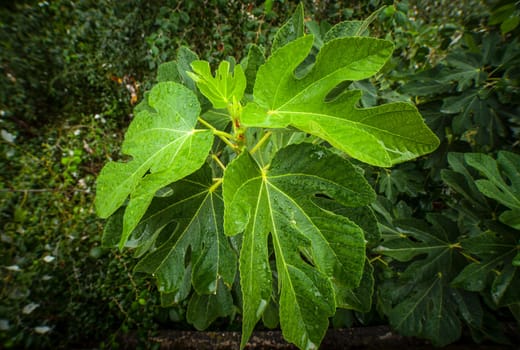 Fig tree top foliage. Overhead shot