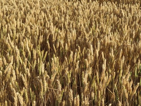 beautiful field of cereal gilded by the sun ready to harvest and grind