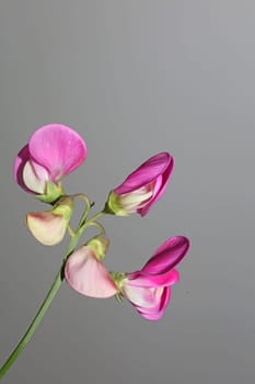 Wild purple flower blossom close up botanical background lathyrus latifolius family leguminosae high quality big size modern print
