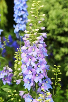 Larkspur in different shades of blue just after the rain.