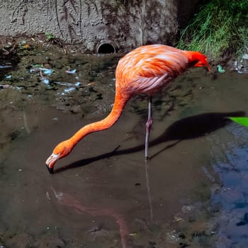 Phoenicopterus ruber known as American or Caribbean flamingo - Peninsula de Zapata / Zapata Swamp, Cuba