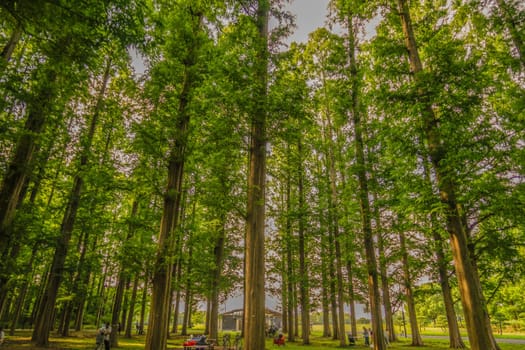Metasekoya Forest (Mizumoto Park). Shooting Location: Katsushika-ku, Tokyo