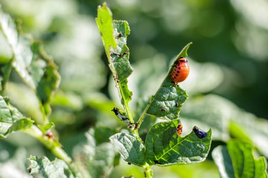 The Colorado beetle larva on potato leaves destroys potato plants and causes great damage to farms. Selective focus. Leptinotarsa decemlineata on a leaf. Dangerous pest for agriculture