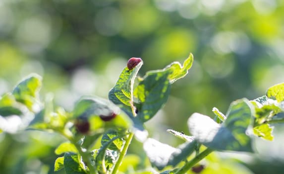 Close-up of a Colorado striped beetle larva on damaged potato leaves. Leptinotarsa Decemlineata. Serious potato pest in garden sunlight. The larvae of the Colorado potato parasite eat the leaves