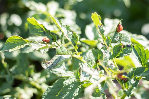 Lots of Colorado beetles. Colorado potato beetle larvae on potato leaves. Potato beetles on foliage in nature, natural background, close view. The ten-striped spearman is the main potato pest