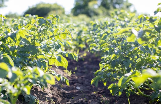 Green field of potatoes in a row. Potato plantations, solanum tuberosum. Harvest planted on an agricultural field. Summer agricultural landscape. The field is illuminated by the rays of the sun