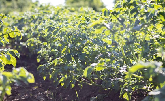 Potato plantations grow in the field. Farming, agriculture. Green field of potatoes in a row. Potato plantations, solanum tuberosum. Summer landscape with agricultural land